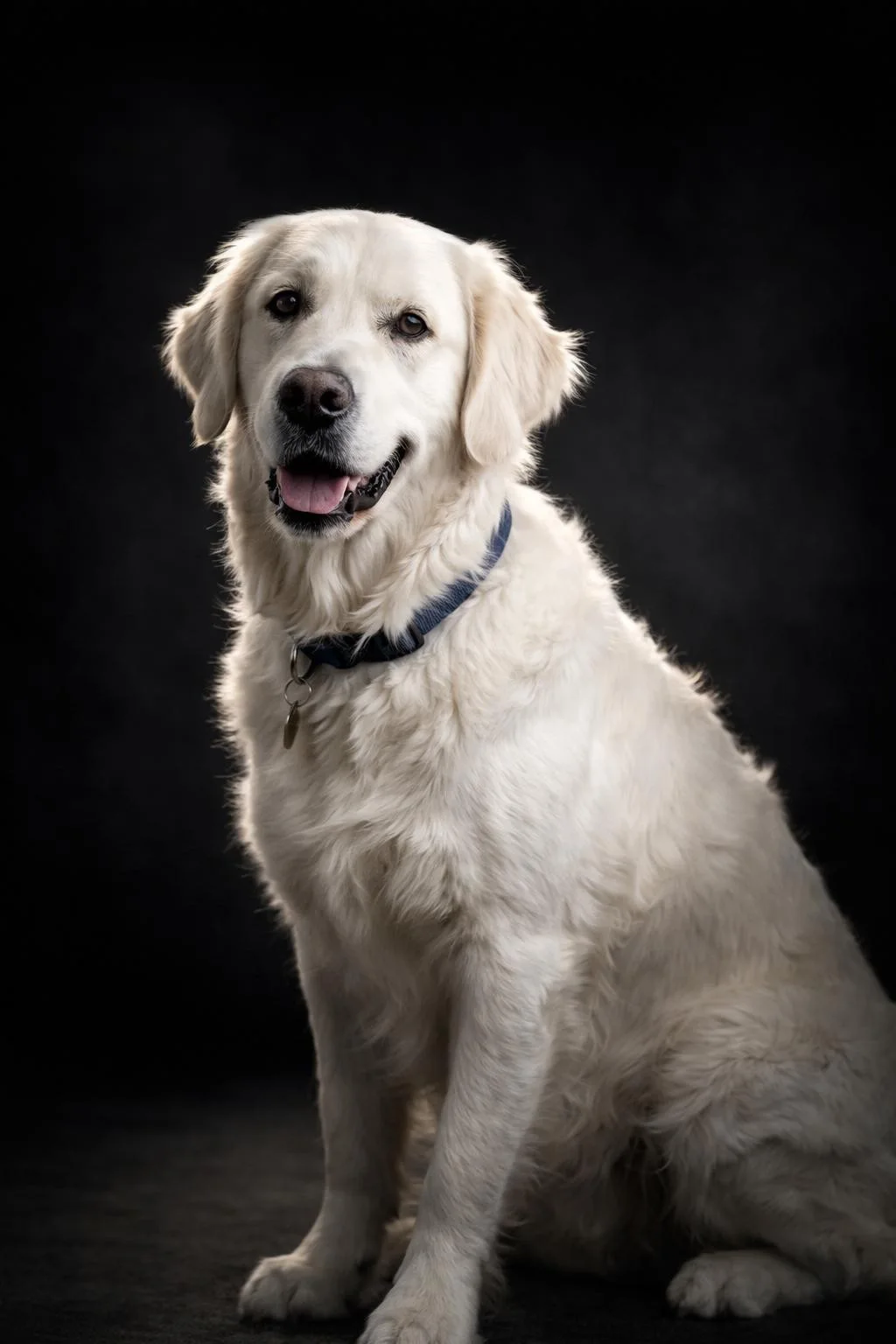 Kultaisen noutajan studiomuotokuva