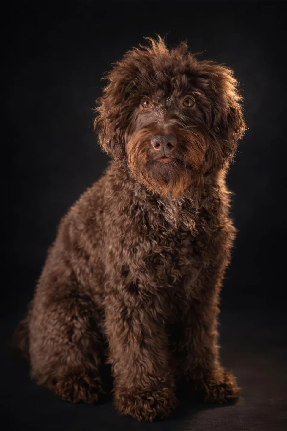 Labradoodlen studiomuotokuva